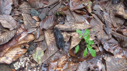 ���ܤι��ռ� ���ѡʤ��̤ۤ���̵������̵������ʪ�ե������6