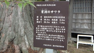 有洞のサワラ 1