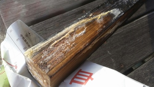 dz¤¨¤Ê¤¤¤â¤Î£³