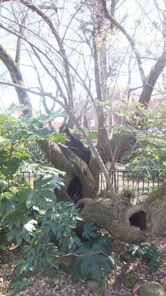 ²¼²£¾ì¤ÎÂ祰¥ß£´