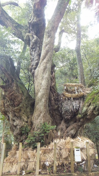 ��¿���������ܰ�Υ�����������