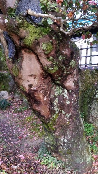 ���Υ����󥫡���