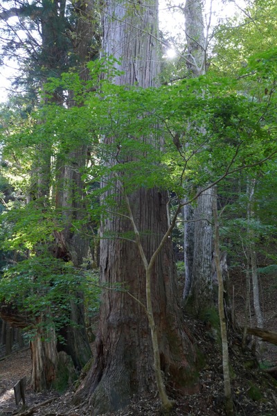 ÀÖÀ¾¤ÎÀèÂå¿ù£µ