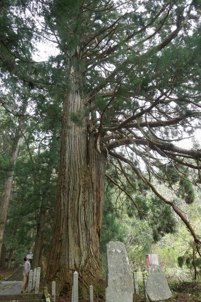 ¹Å縩¾±¸¶»Ô ·§Ìî¿À¼Ò¤ÎÏ·¿ù¡Ê¤í¤¦¤µ¤ó¡Ë¤È¿ùÂç¼ù·²£µ