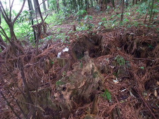 ÂçµÏ¼Ò¤ÎÂç¿ù 8