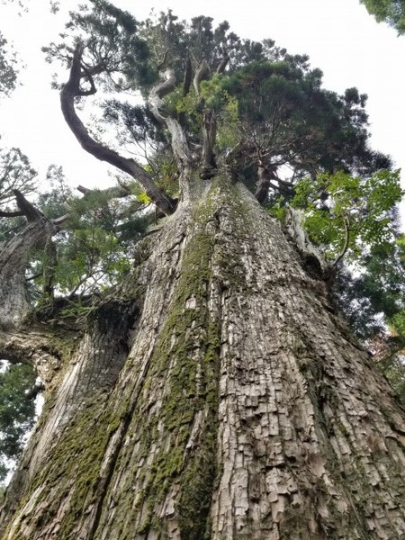 Â绳Çò»³¿À¼Ò¤ÎÂ祹¥®¡¡£²