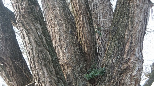 �������ζ�ɡ���