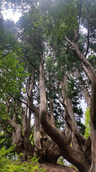 ²ÖÀÔ¤ÎÅ·Á³Éú¾òÂæ¿ù 4