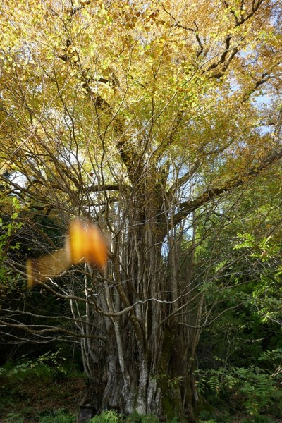 �����ƽФΥ��ĥ顡��