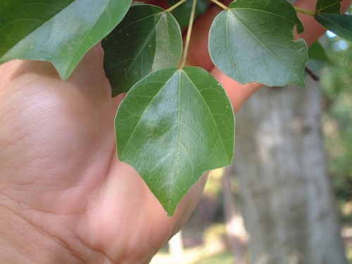 ¤È¤¦¤«¤¨¤Ç