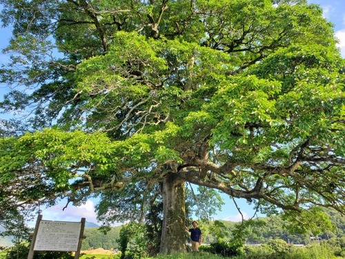 Èø³«¤Î¥¯¥í¥¬¥Í¥â¥Á£¸