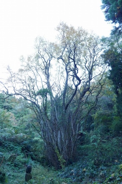 ���Ĥ��礫�Ĥ飳