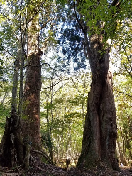 ÀÖÀ¾¤ÎÀèÂå¿ù£³