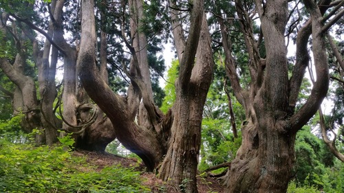 ²ÖÀÔ¤ÎÅ·Á³Éú¾òÂæ¿ù 3