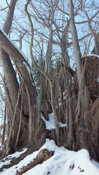 ¸Å²°ÉߤÎÀéËÜ·Ë£¹