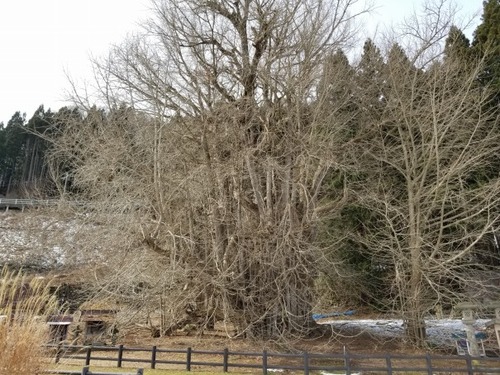 �̶�����Υ����祦��