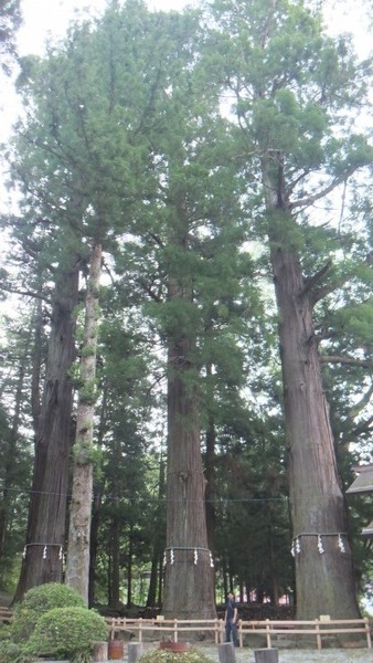 �ϸ����ֿ��Ҥμ��ܿ�����