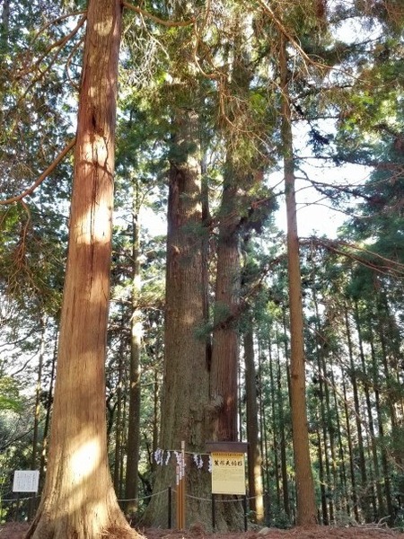 ³Þ·Á¿À¼Ò¤ÎÂ祹¥®¡ÊÉ×ÉØ¥¹¥®¡Ë£±£´