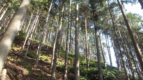 ÂèÆó¤Î¿¹£´