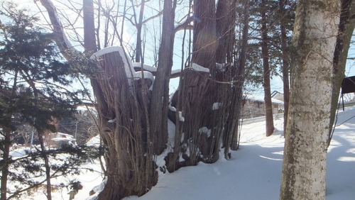 ¸Å²°ÉߤÎÀéËÜ·Ë£·