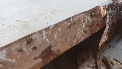 ËÜʪ¤ÎÌÚ¤ÎÃî¡¡£³