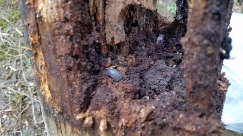 �ҤФΥǥå���