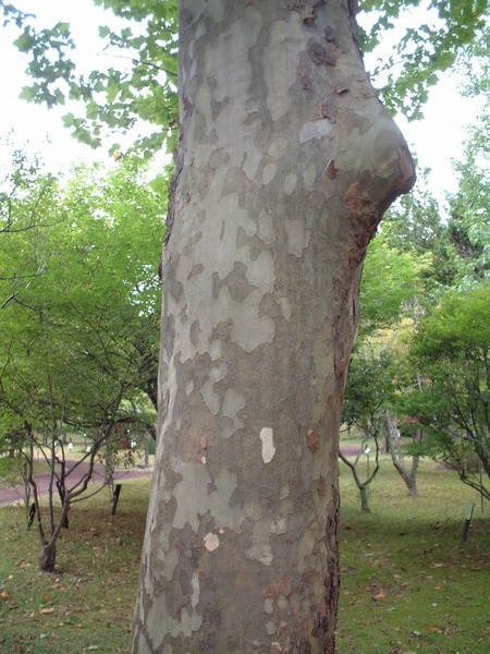 ¥×¥é¥¿¥Ê¥¹¡¡£²