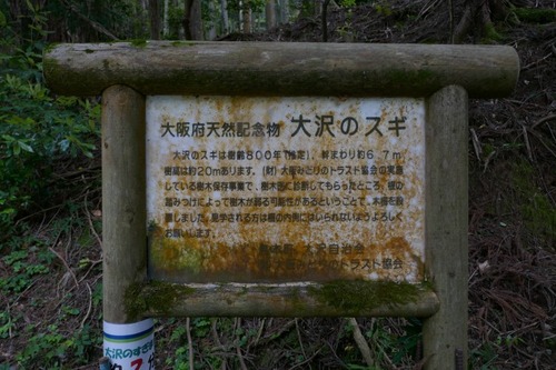 大沢のスギ 1