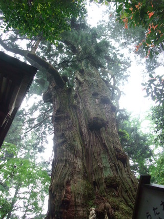 ÂçµÏ¼Ò¤ÎÂç¿ù 19