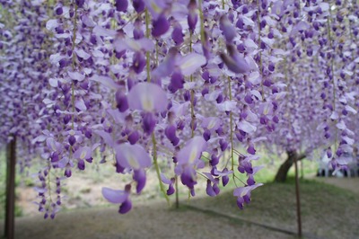 ���ݻ��ζ��ƣ����