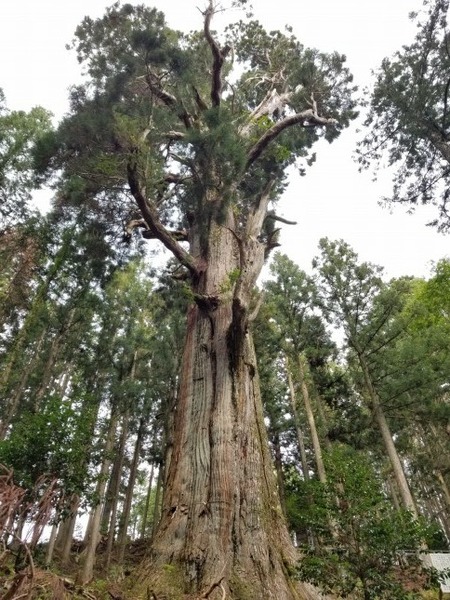 Â绳Çò»³¿À¼Ò¤ÎÂ祹¥®¡¡£³