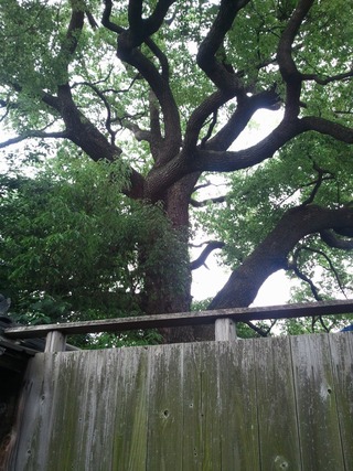 »°¹ñ¤Î¾À¡¡£²