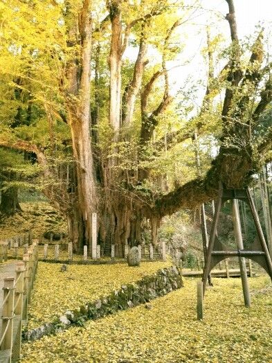 菩提寺のイチョウ 黄葉バージョン 2