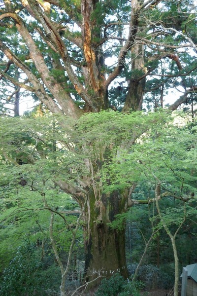 ��Ǹ����