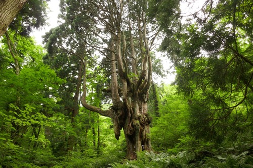 ��˼����