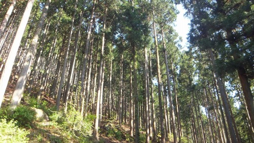 ÂèÆó¤Î¿¹£²