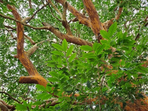 �����ȹ��ΥХ����Υ���