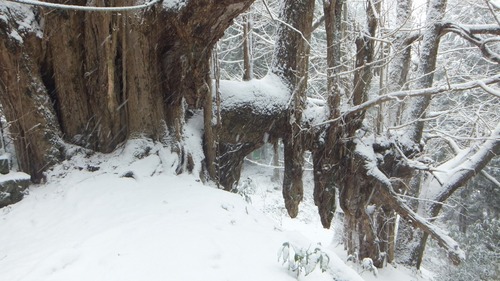 �����������¹����