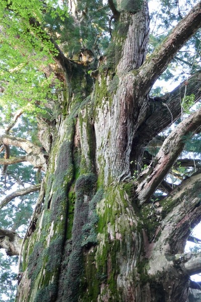 ��Ǹ������