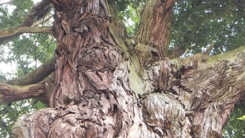 Ʋ���Υ�������ǯ���ˡ�13