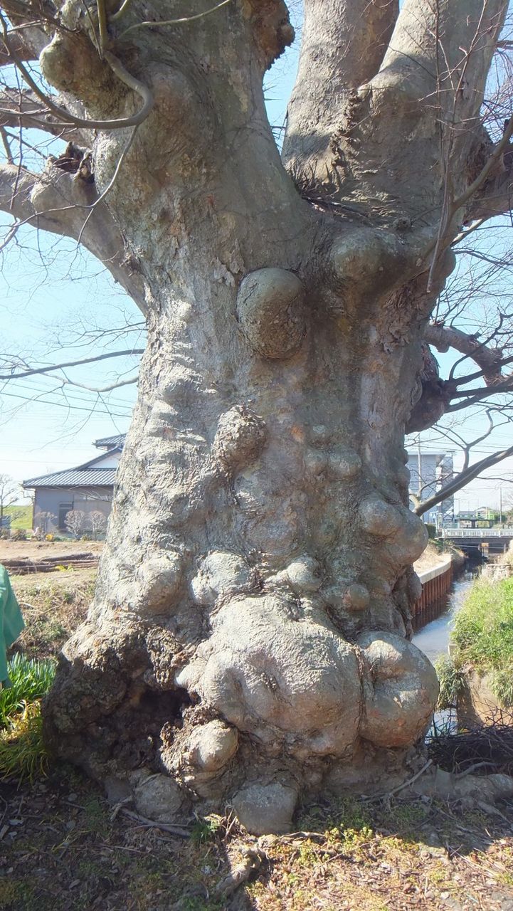 木の根コブ 大 小 2点