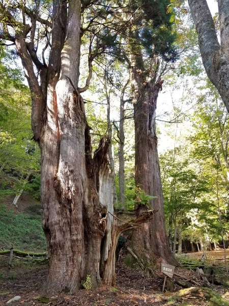 ÀÖÀ¾¤ÎÀèÂå¿ù£´