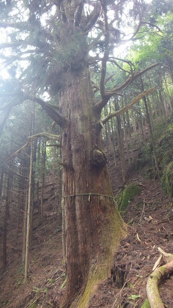 �۶��������ŷ�����