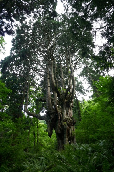 ��˼����