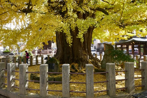 ���͹�ʬ�����祤���祦��