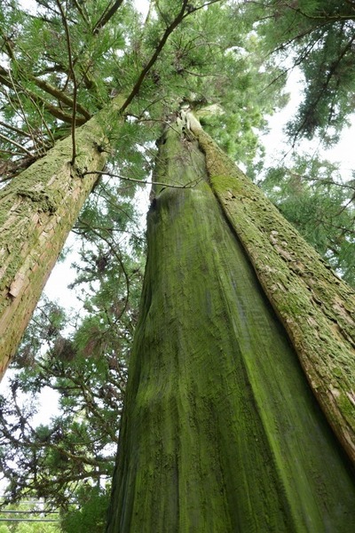 ͡�ᱩ���Ҥοƻҿ��ȥ������������