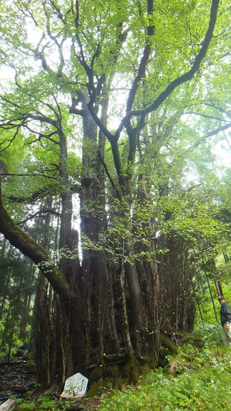 ��Ű�����ܷˣ���