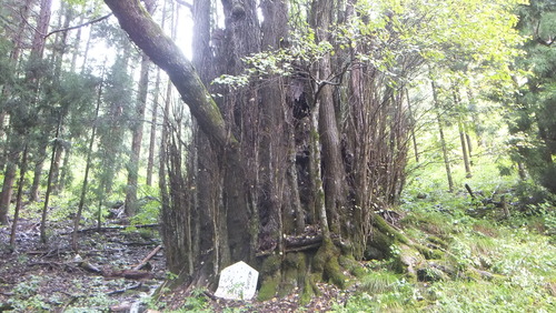 ��Ű�����ܷˣ�