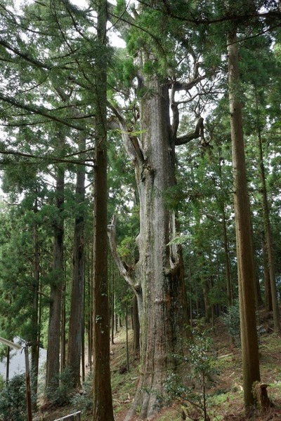 Â绳Çò»³¿À¼Ò¤ÎÂ祹¥®¡¡£±£²