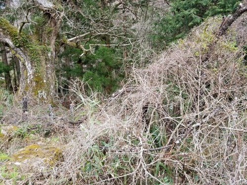 ÂçÆ¶¤Î¥¯¥ê¡¡£·